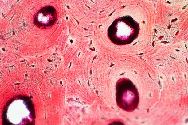 Histology of human compact bone tissue under microscope view for education, muscle bone connection and connective tissue Histology of human compact bone tissue under microscope view for education, muscle bone connection and connective tissue histology stock pictures, royalty-free photos & images