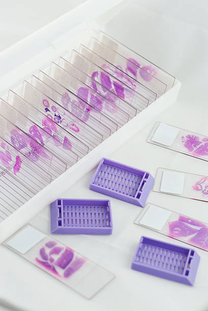 histology slide box histology slide box histology stock pictures, royalty-free photos & images