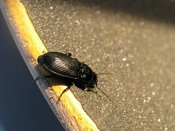 Hitch-Hiker A close-up macro view of a beetle on a skateboard. skeable stock pictures, royalty-free photos & images