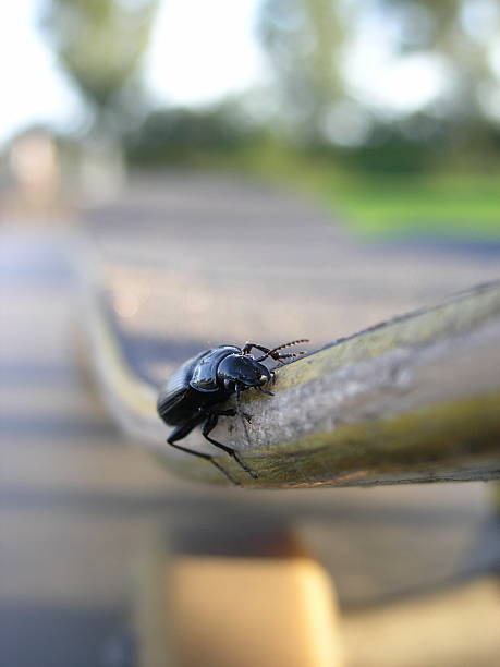 Hitch-Hiker A close-up macro view of a beetle on a skateboard. skeable stock pictures, royalty-free photos & images