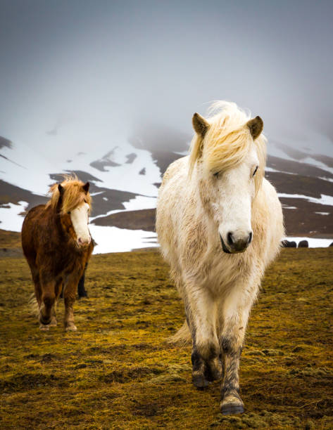 hite Icelandic horse walks towards camera.CR2 stock photo