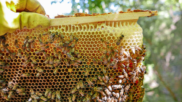 hive with breeding bees stock photo