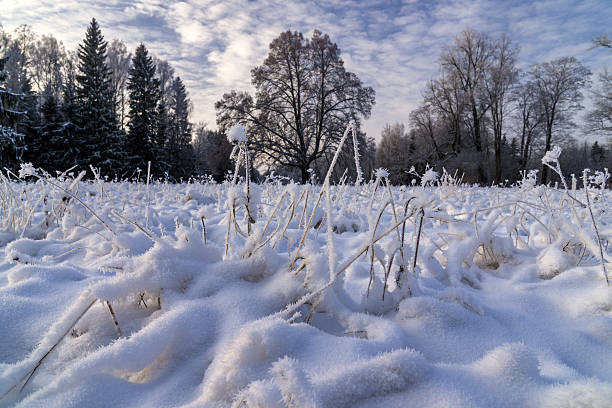 Hoar frosted grass stock photo