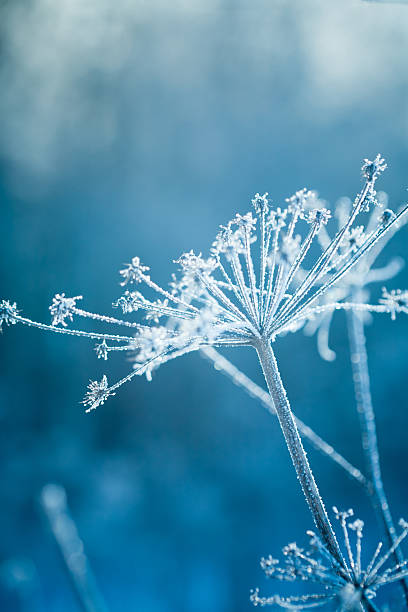 Hoarfrost on a plant stock photo