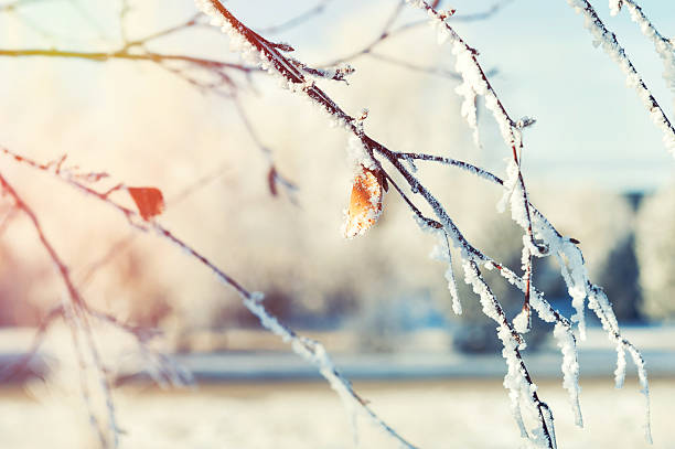 hoarfrost on the trees in winter forest - frozen leaf bildbanksfoton och bilder