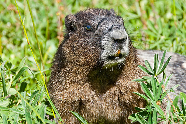 Hoary Marmot Feeding in a Meadow This Hoary Marmot (Marmota caligata) is feeding on wildflowers in the Summerland Meadows at Mount Rainier National Park, Washington State, USA. jeff goulden marmot stock pictures, royalty-free photos & images