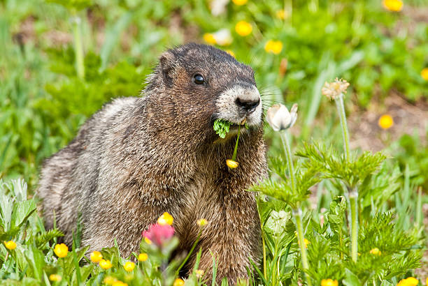 Hoary Marmot Feeding on Wildflowers Marmots are large furry members of the squirrel family.  They are about the size of a small dog.  They can be frequently seen and heard in mountainous terrain.  Marmots typically live in burrows dug from the soil or within rockpiles.  They hibernate in their burrows through the winter. Marmots are highly social animals and may be seen in families.  To communicate, they whistle loudly, especially when alarmed.  This Hoary Marmot (Marmota caligata) is feeding on wildflowers in the Paradise Meadows at Mount Rainier National Park, Washington State, USA. jeff goulden mount rainier national park stock pictures, royalty-free photos & images