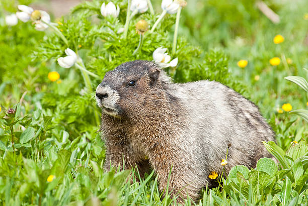Hoary Marmot in a Meadow of Wildflowers This Hoary Marmot (Marmota caligata) is feeding on wildflowers in the Paradise Meadows at Mount Rainier National Park, Washington State, USA. jeff goulden marmot stock pictures, royalty-free photos & images
