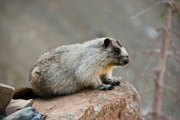 Hoary Marmot on a Boulder This Hoary Marmot (Marmota caligata) is perched on a boulder alongside the Highline Trail near Logan Pass in Glacier National Park, Montana, USA. jeff goulden squirrel stock pictures, royalty-free photos & images