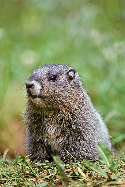 Hoary Marmot Peaking Out of its Burrow This Hoary Marmot (Marmota caligata) is sunning on a rock in the Summerland Meadows at Mount Rainier National Park, Washington State, USA. jeff goulden marmot stock pictures, royalty-free photos & images