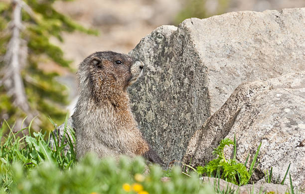 Hoary Marmot Sitting by a Boulder This Hoary Marmot (Marmota caligata) is sunning on a rock in the Paradise Meadows at Mount Rainier National Park, Washington State, USA. jeff goulden marmot stock pictures, royalty-free photos & images