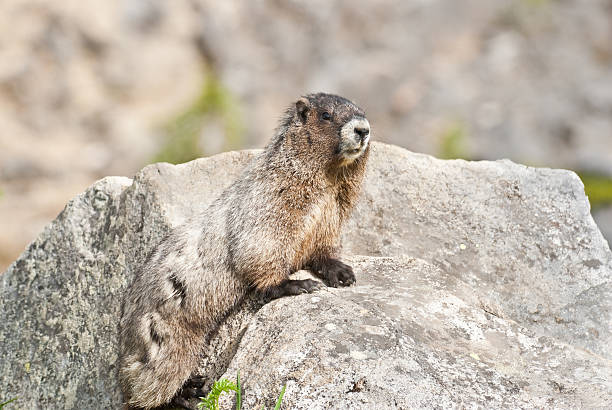 Hoary Marmot Sitting on a Boulder This Hoary Marmot (Marmota caligata) is sunning on a rock in the Paradise Meadows at Mount Rainier National Park, Washington State, USA. jeff goulden marmot stock pictures, royalty-free photos & images