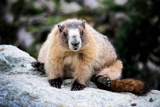 Hoary Marmot sitting on a rock, Whistler Mountain, Canada stock photo