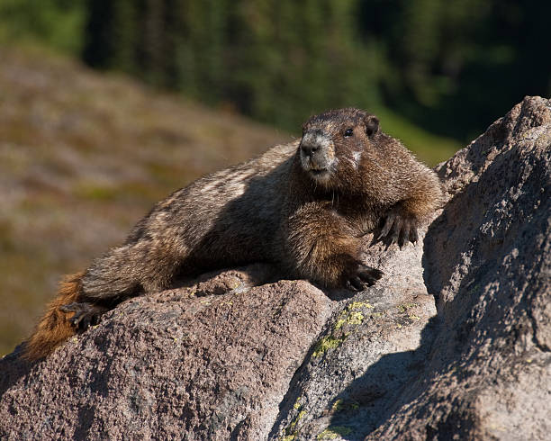 Hoary Marmot Sunning on a Rock This Hoary Marmot (Marmota caligata) is sunning on a rock in the Skyscraper Pass area at Mount Rainier National Park, Washington State, USA. jeff goulden marmot stock pictures, royalty-free photos & images