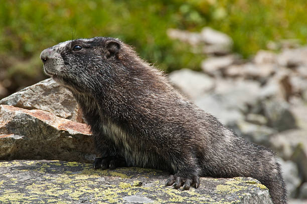 Hoary Marmot Sunning on the Rocks This Hoary Marmot (Marmota caligata) is sunning on a rock in the Sahale Arm area at North Cascades National Park, Washington State, USA. jeff goulden marmot stock pictures, royalty-free photos & images