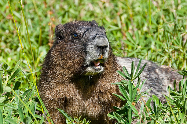 Hoary Marmot with Open Mouth This Hoary Marmot (Marmota caligata) is feeding on wildflowers in the Summerland Meadows at Mount Rainier National Park, Washington State, USA. jeff goulden marmot stock pictures, royalty-free photos & images