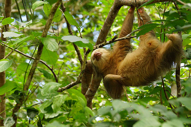 Hoffmann's two-toed sloth Name: Hoffmann's two-toed sloth monteverde stock pictures, royalty-free photos & images