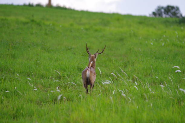 hog herten op grasland in het wild - chaiyaphum stockfoto's en -beelden