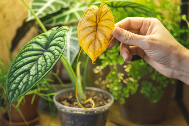 Holding a yellow leaf of Alocasia Dragon Scale stock photo