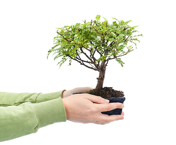 36 Elephant Tree Stock Photos, Pictures & Royalty-Free Images - iStock 36 Elephant Tree Stock Photos, Pictures & Royalty-Free Images - iStock