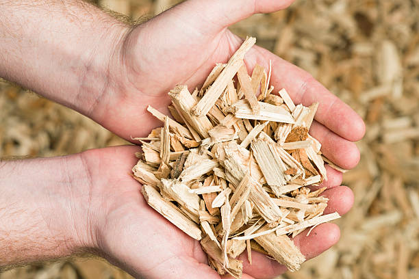 Holding Wood Chips Biomass Fuel  wood chipping stock pictures, royalty-free photos & images