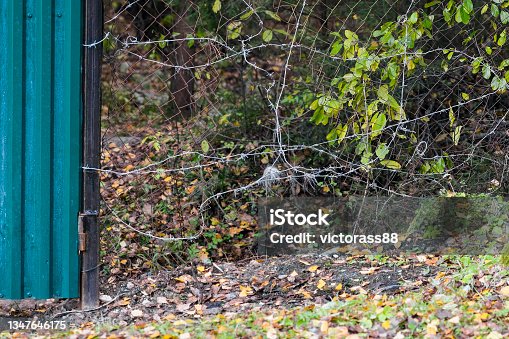 istock Hole in the fence 1347646175