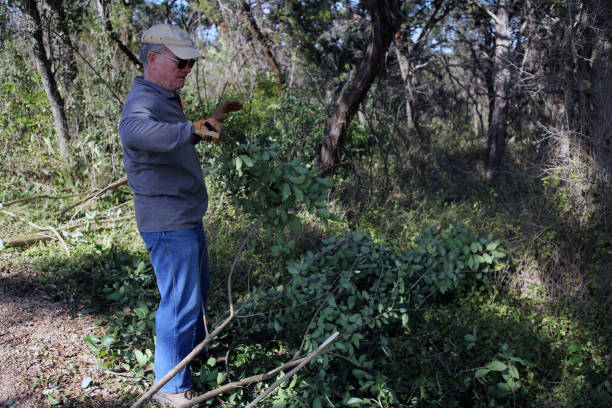 MLK Holiday Day of Service, Pease Park, Austin, Texas Austin, Tx, USA - Jan. 21, 2019:  A male volunteer removes legustrum, an invasive species, in Pease Park while participating in the Martin Luther King Holiday Day of Service. martin luther king jr day stock pictures, royalty-free photos & images