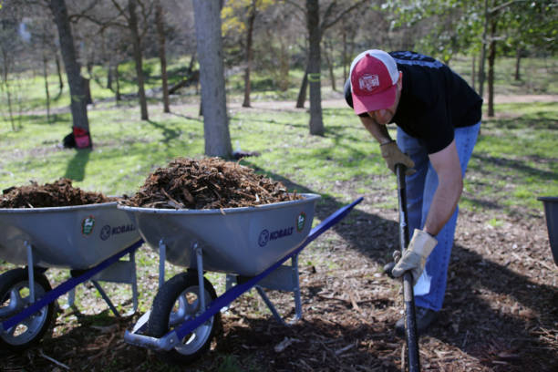 MLK Holiday Day of Service, Pease Park, Austin, Texas Austin, Tx, USA - Jan. 21, 2019:  A male volunteer loads mulch into a wheelbarrow in Pease Park while participating in the Martin Luther King Holiday Day of Service. martin luther king jr day stock pictures, royalty-free photos & images