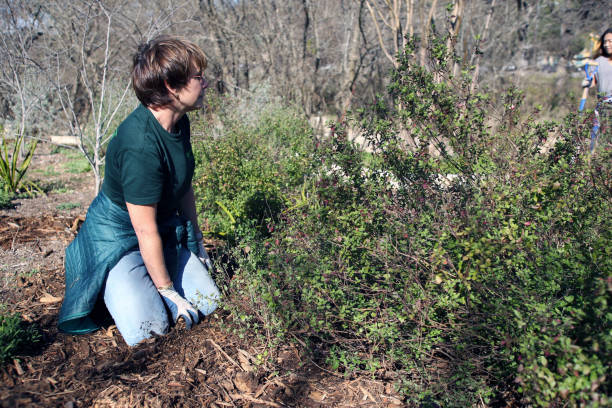 MLK Holiday Day of Service, Pease Park, Austin, Texas Austin, Tx, USA - Jan. 21, 2019:  A woman volunteer spreads mulch in a bed in Pease Park while participating in the Martin Luther King Holiday Day of Service. martin luther king jr day stock pictures, royalty-free photos & images