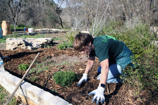 MLK Holiday Day of Service, Pease Park, Austin, Texas Austin, Tx, USA - Jan. 21, 2019:  A woman volunteer spreads mulch in a bed in Pease Park while participating in the Martin Luther King Holiday Day of Service. martin luther king jr day stock pictures, royalty-free photos & images