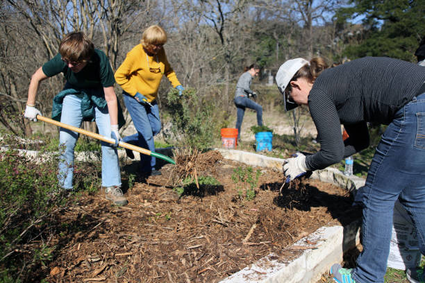 MLK Holiday Day of Service, Pease Park, Austin, Texas Austin, Tx, USA - Jan. 21, 2019:  Three female volunteers spread mulch in a bed in Pease Park while participating in the Martin Luther King Holiday Day of Service. martin luther king jr day stock pictures, royalty-free photos & images
