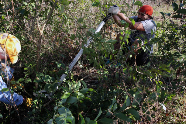 MLK Holiday Day of Service, Pease Park, Austin, Texas Austin, Tx, USA - Jan. 21, 2019:  Two male volunteers remove a legustrum, an invasive species, in Pease Park while participating in the Martin Luther King Holiday Day of Service. martin luther king jr day stock pictures, royalty-free photos & images