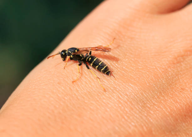 holle wasp vloog naar de menselijke hand en haalde een steek te bijten - needle spiking stockfoto's en -beelden