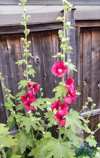 Hollyhocks Red Flowers Against A Garden Fence Stock Photo - Download ...