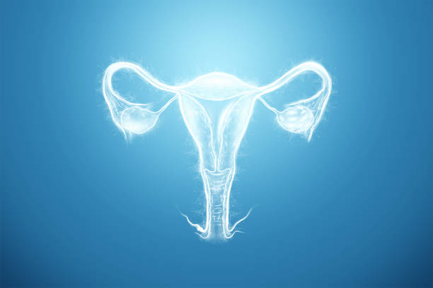 Hologram of the female organ of the uterus on a blue background. Ultrasound concept, gynecology, obstetrics, ovulation, pregnancy. 3D illustration, 3D render. stock photo