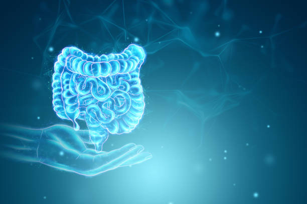 A holographic projection of a scan of the intestine on a blue background. Concept of new technologies, bowel disorder, body scan, digital x-ray, modern medicine. 3D illustration, 3D render. stock photo