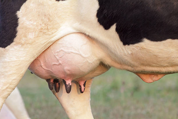 holstein cow big udder full of milk stock photo