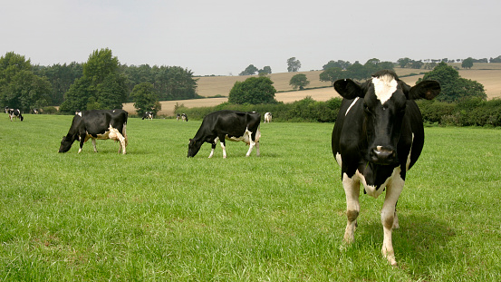 Holstein cows grazing grass on a farm in the UK