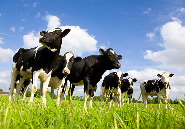 Holstein cows Holstein cows in the meadow dairy cattle stock pictures, royalty-free photos & images