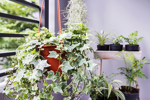 Haus Und Garten Konzept Englisch Efeu Pflanze Im Topf Auf Dem Balkon Stockfoto Und Mehr Bilder Von Abschied Istock