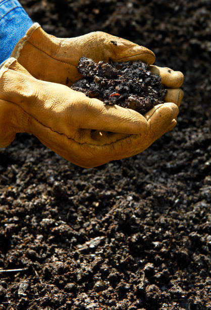 Home Composting, Hand holding compost soil Hand holing Soil created from Home Composting kitchen scraps or vegetables and fruit along with fall leaves and grass clippings.  Final product dark brown earth rich with nutrients and worms to spread around the garden. burwellphotography stock pictures, royalty-free photos & images