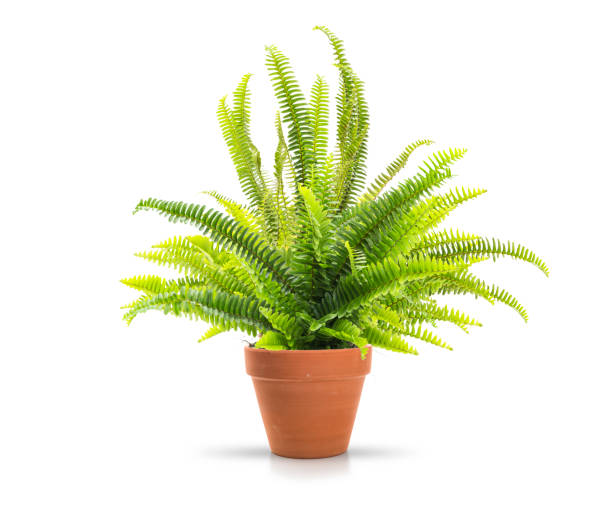Home fern Fern in a clay pot on white background, including clipping path flower pot photos stock pictures, royalty-free photos & images