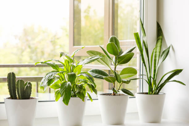 Home flowers and plants in white pots on the windowsill: Sansevieria, Ficus elastica, Spathiphyllum, cactus. Home plants care concept. Interior of a modern scandinavian style apartment stock photo