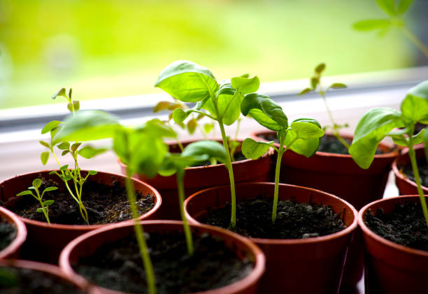 home grown herbs - basil plant stockfoto's en -beelden