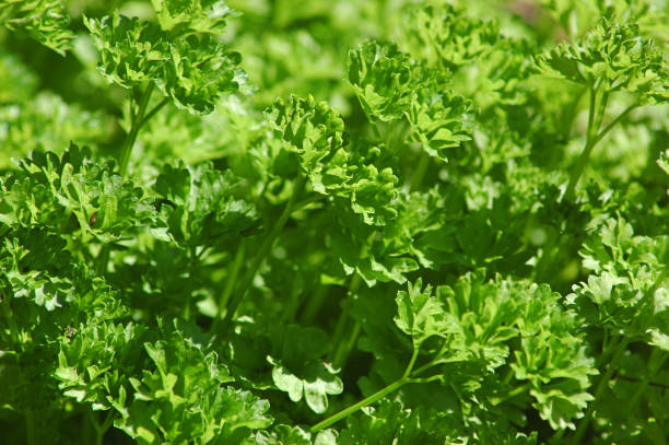 Home grown Petroselinum crispum or commonly known as parsley or garden parsley stock photo