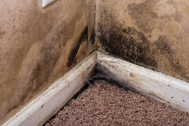 Home interior Black Mold on basement wall Mold on the walls and baseboard trim in the basement of a home with water leaking problems. This contributes to interior air pollution in the home, which can lead to respiratory problems. fungal mold stock pictures, royalty-free photos & images