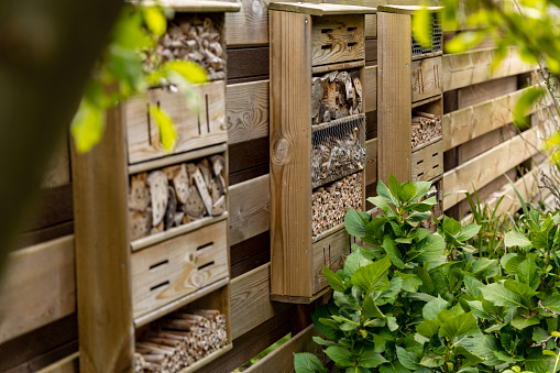 Home made bee hotel, in Dutch garden, mounted on a typical wooden garden fence. Bee hotels are places for solitary bees to make their nests. These bees live alone, not in hives.