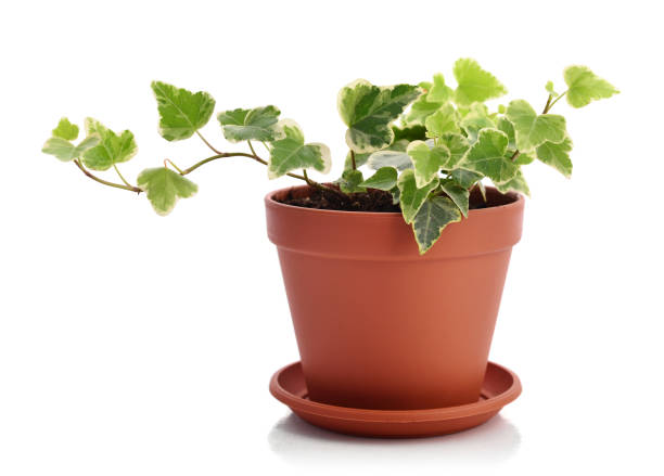 Home plant Hedera stock photo