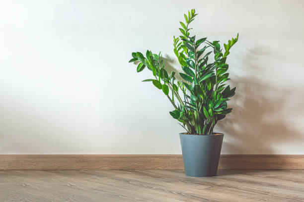 Home plant Zamioculcas, also known as Zanzibar gem Home plant Zamioculcas, also known as Zanzibar gem in home interior with copy space houseplant stock pictures, royalty-free photos & images