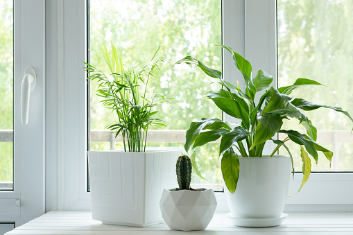 Home plants and flowers on white wooden windowsill. Chamaedorea elegans and Spathiphyllum